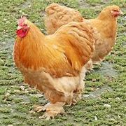 Oeuf fécondé, poussin, poule et coq cochin. #2