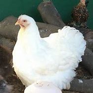 Oeuf fécondé, poussin, poule et coq cochin. #3