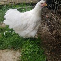 Oeuf fécondé, poussin, poule et coq cochin.