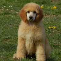 Elevage caniche nain, moyen et grand (royal) fauve #3