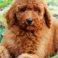 Elevage caniche nain, moyen et grand (royal) fauve #0