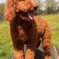 Elevage caniche nain, moyen et grand (royal) fauve #6