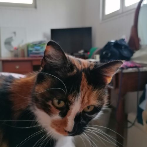 Chatte calico recherche nouvelle famille #1