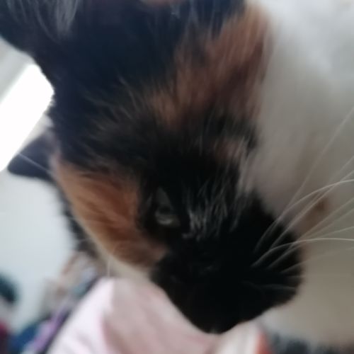 Chatte calico recherche nouvelle famille