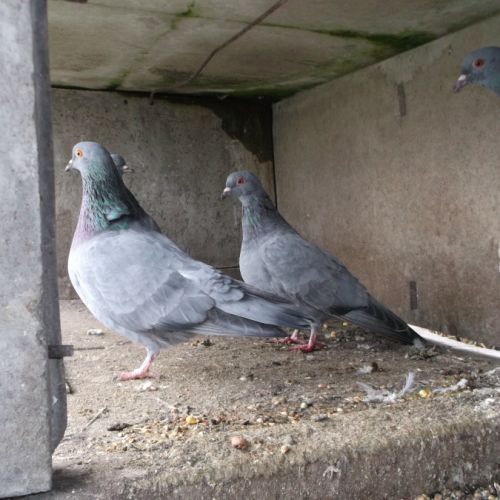 Pigeons bleu de gascogne