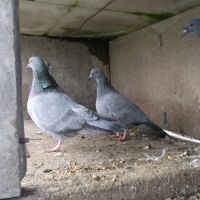 Pigeons bleu de gascogne