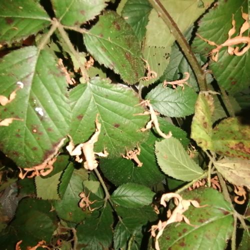 8 phasmes scorpion males femelles #0