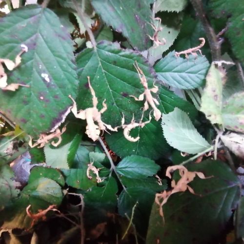 8 phasmes scorpion males femelles #3