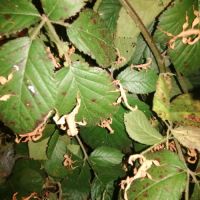 8 phasmes scorpion males femelles