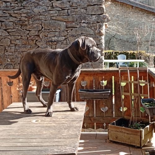 Cane corso mâle entier à donner.