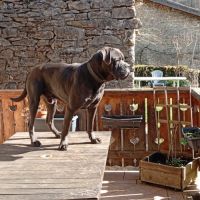 Cane corso mâle entier à donner. #0