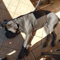 Cane corso mâle entier à donner. #2