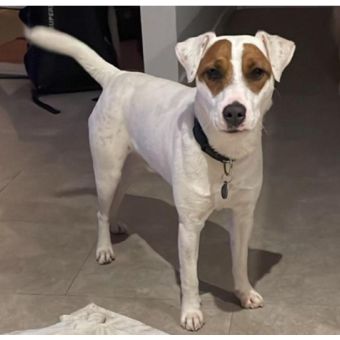 Apollon terrier parson russel (lof) 1 an à donner #0