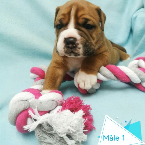 Chiot bulldog continental #1