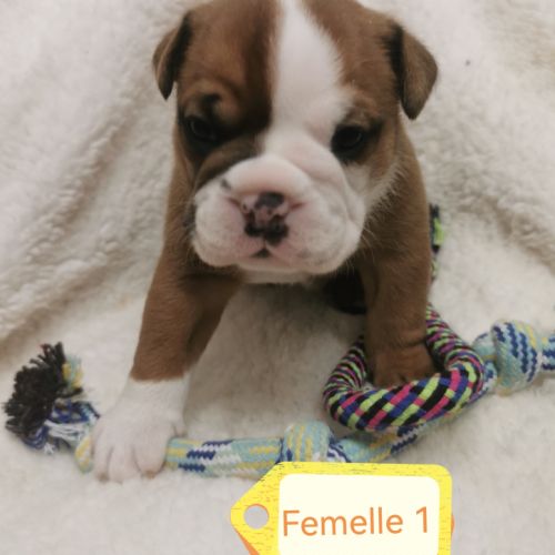 Chiot bulldog continental #3