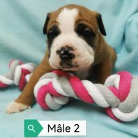 Chiot bulldog continental #2