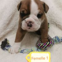 Chiot bulldog continental #3