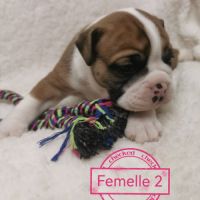 Chiot bulldog continental #4