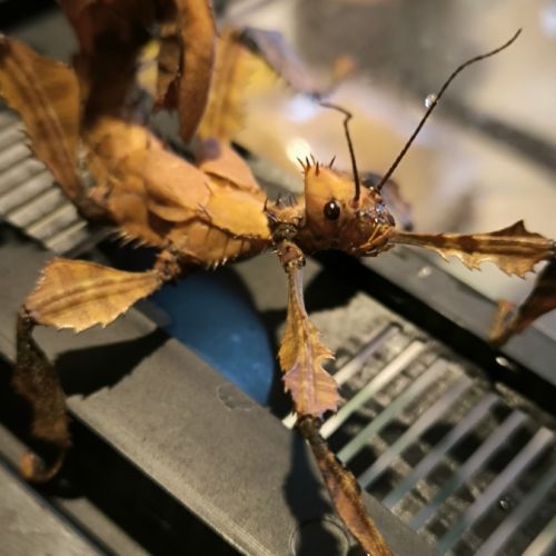 Phasme scorpion ou à tiare - extatosoma tiaratum #0