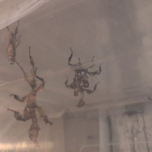 Phasme scorpion ou à tiare - extatosoma tiaratum #3