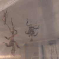 Phasme scorpion ou à tiare - extatosoma tiaratum #3