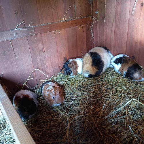 Jeunes cochons d'inde