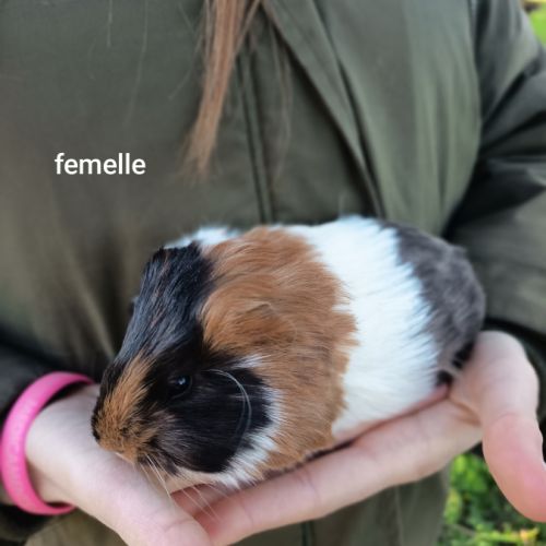 Jeunes cochons d'inde #2