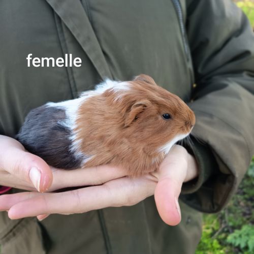 Jeunes cochons d'inde #5