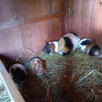 Jeunes cochons d'inde #0