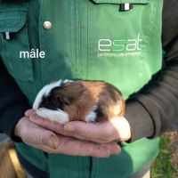 Jeunes cochons d'inde #3