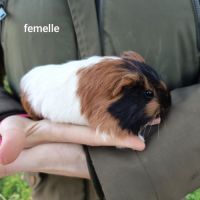 Jeunes cochons d'inde #4