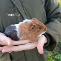 Jeunes cochons d'inde #5