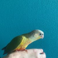 Conure molinae