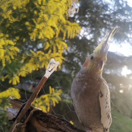 Femelle magnifique calopsitte perlée #0