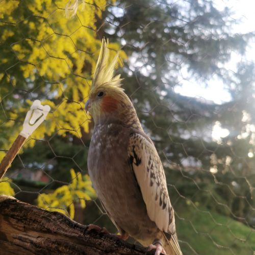 Femelle magnifique calopsitte perlée #3