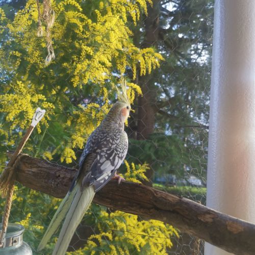 Femelle magnifique calopsitte perlée #4