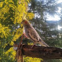 Femelle magnifique calopsitte perlée #1