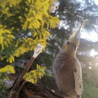 Femelle magnifique calopsitte perlée