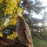 Femelle magnifique calopsitte perlée #3