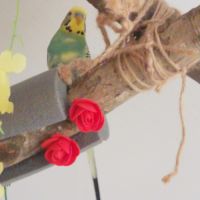 Titi perruche ondulé male #1