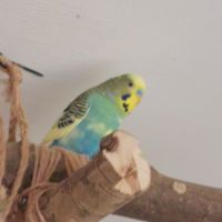 Titi perruche ondulé male