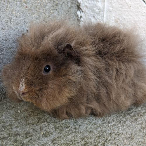 Bébé cochon d'inde alpaga femelle #1