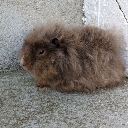 Bébé cochon d'inde alpaga femelle #3