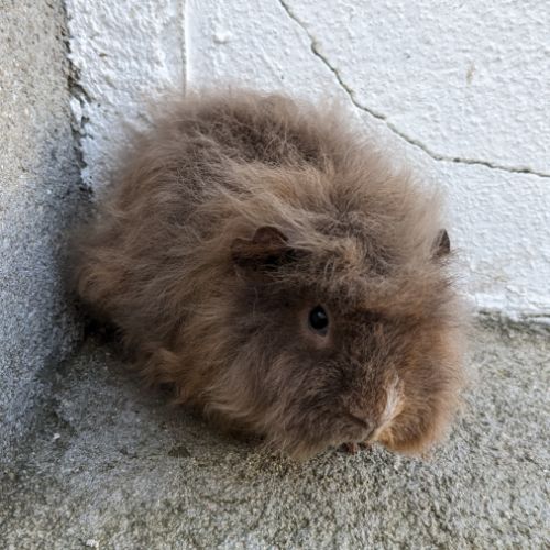 Bébé cochon d'inde alpaga femelle #5