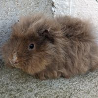 Bébé cochon d'inde alpaga femelle #1