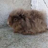 Bébé cochon d'inde alpaga femelle #3