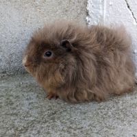 Bébé cochon d'inde alpaga femelle #4