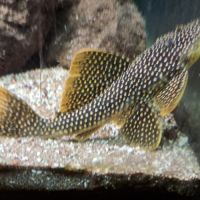 Scobiancistrus aureatus l014 adulte 20 cm