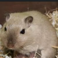 Jeune gerbille cherche famille