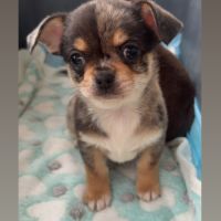 Disponible chihuahua mâle merle